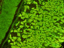 VIRGO&reg; Mouse Stomach Test System